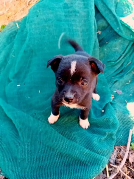 Disponibili 5 cuccioli taglia piccola  | Foto 6