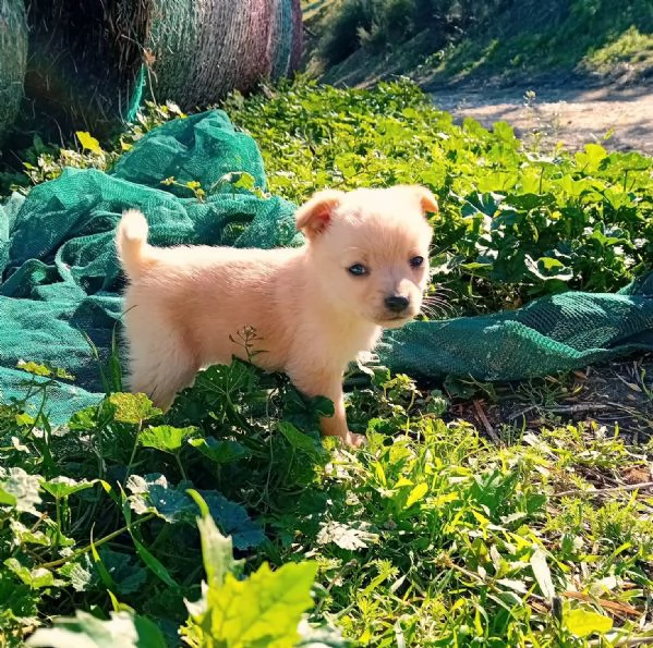 Disponibili 5 cuccioli taglia piccola  | Foto 5