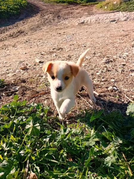 Disponibili 5 cuccioli taglia piccola  | Foto 1