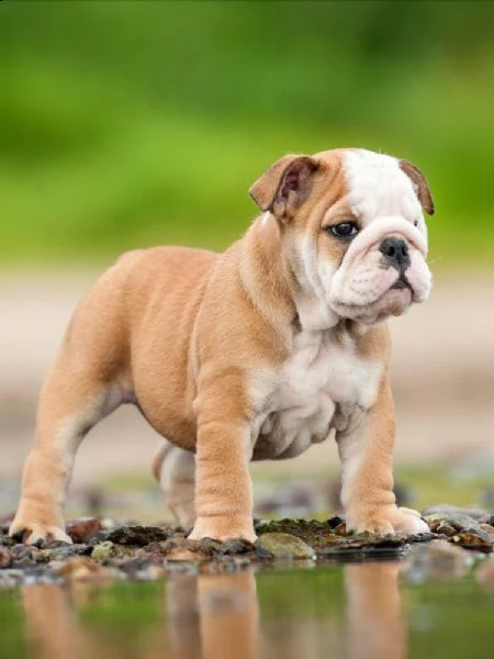  regalo bulldog cuccioli disponible bellissimi cuccioli di bulldog , consegnati con vaccini, microch