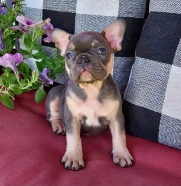 cuccioli di bulldog francese per l'adozione