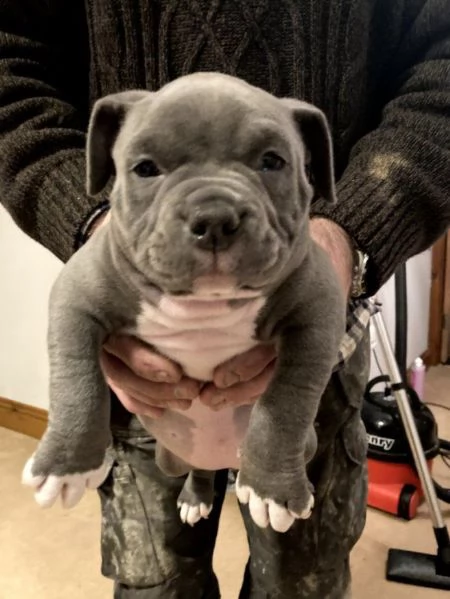 3 meravigliosa cucciolata di pitbull miele | Foto 6
