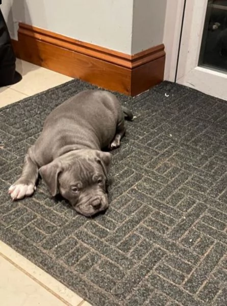 3 meravigliosa cucciolata di pitbull miele | Foto 5