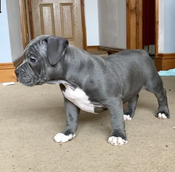 3 meravigliosa cucciolata di pitbull miele | Foto 4