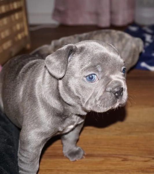 3 meravigliosa cucciolata di pitbull miele | Foto 3