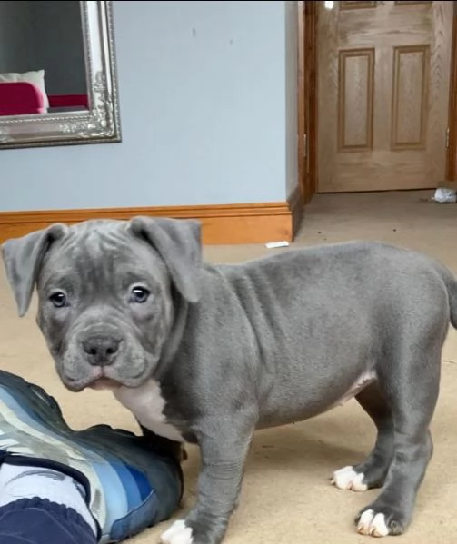 3 meravigliosa cucciolata di pitbull miele | Foto 2