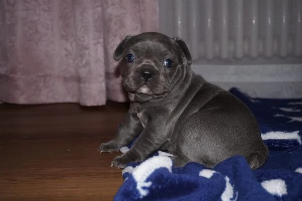 3 meravigliosa cucciolata di pitbull miele