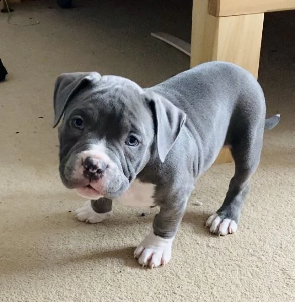 3 meravigliosa cucciolata di pitbull miele | Foto 1