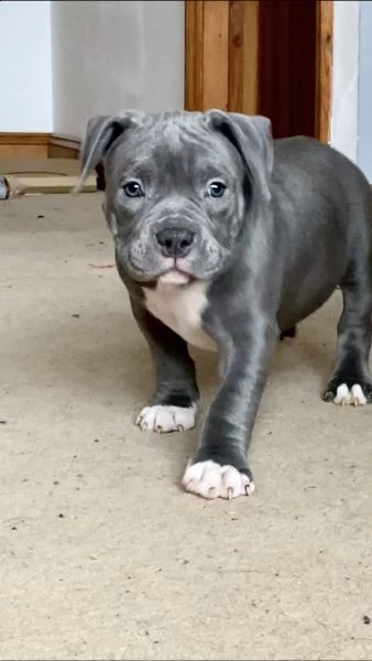 3 meravigliosa cucciolata di pitbull miele | Foto 0