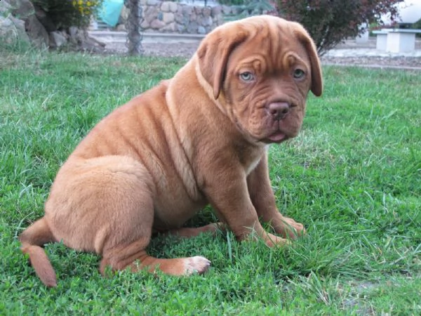 dogue de bordeaux - altissima genealogia | Foto 4