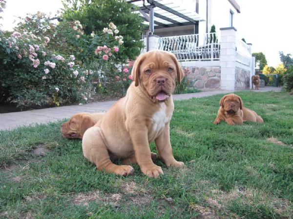 dogue de bordeaux - altissima genealogia | Foto 3