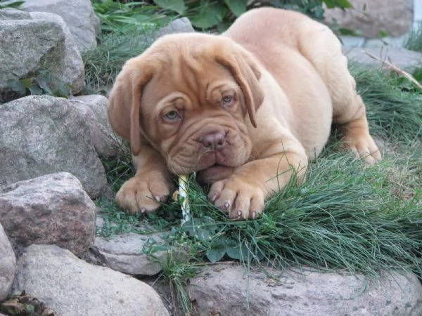 dogue de bordeaux - altissima genealogia | Foto 1