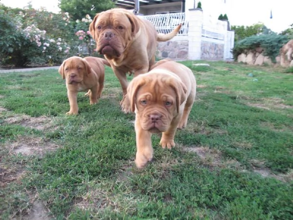 dogue de bordeaux - altissima genealogia