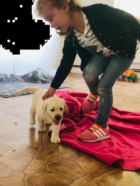 tre cuccioli di labrador cioccolato con pedigree | Foto 4