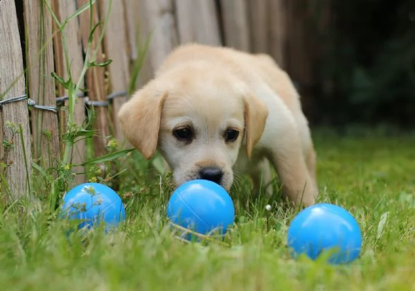 tre cuccioli di labrador cioccolato con pedigree | Foto 3