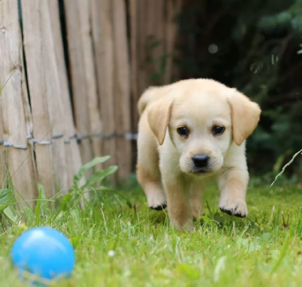 tre cuccioli di labrador cioccolato con pedigree | Foto 2