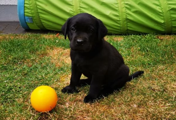 tre cuccioli di labrador cioccolato con pedigree | Foto 1