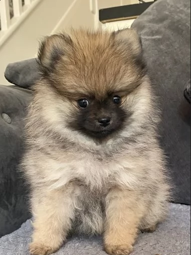 volpino pomerania cuccioli per l'adozione