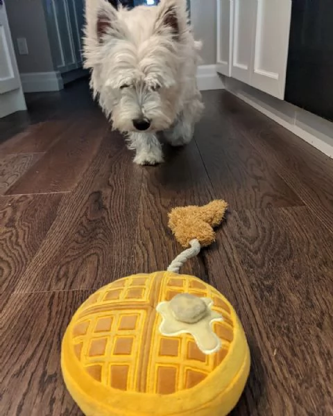   regalo adorabili cuccioli  west highland terrier bianco  femminucce e maschietti