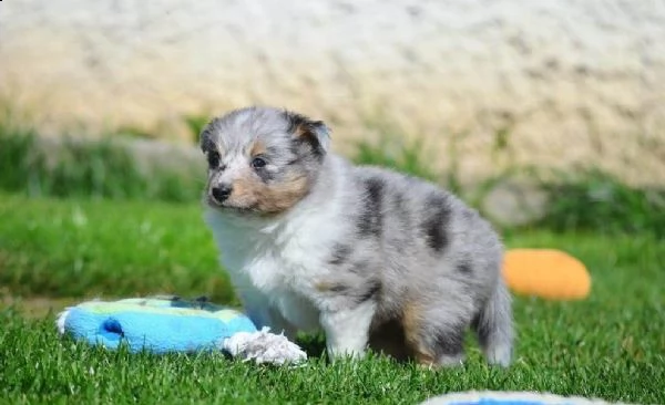 disponibili cuccioli shetland sheepdog | Foto 4