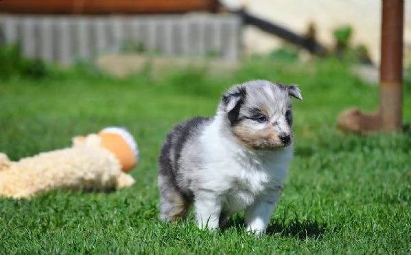 disponibili cuccioli shetland sheepdog | Foto 2