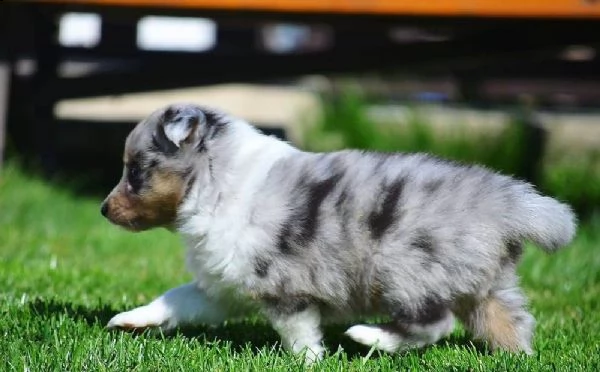 disponibili cuccioli shetland sheepdog