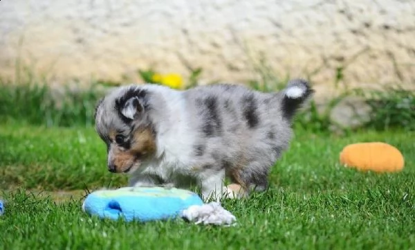 disponibili cuccioli shetland sheepdog | Foto 1