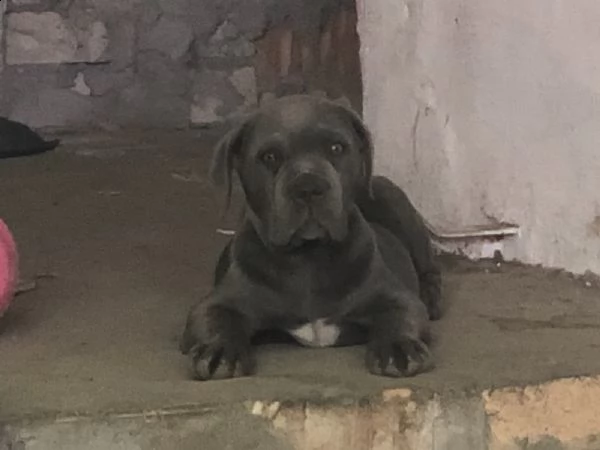 mastino napoletano disponibili cuccioli | Foto 4