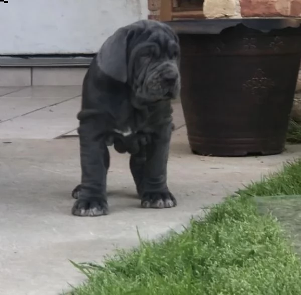 mastino napoletano disponibili cuccioli | Foto 3