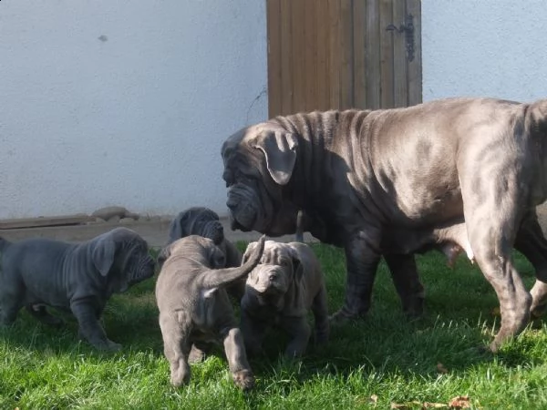 mastino napoletano disponibili cuccioli | Foto 2