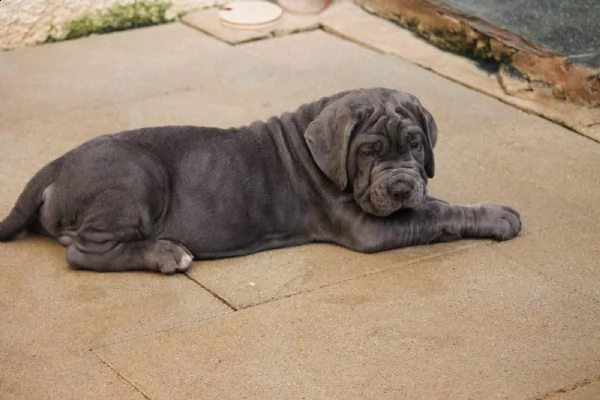mastino napoletano disponibili cuccioli | Foto 1