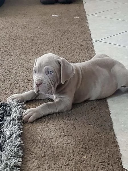 mastino napoletano disponibili cuccioli | Foto 0