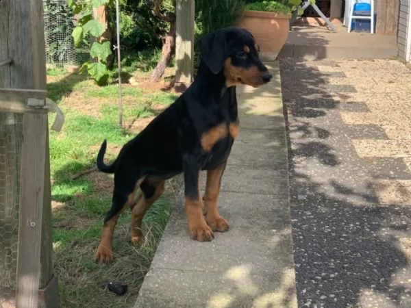 pinscher cuccioli bellissimi | Foto 4