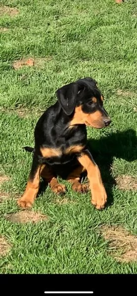 pinscher cuccioli bellissimi | Foto 1