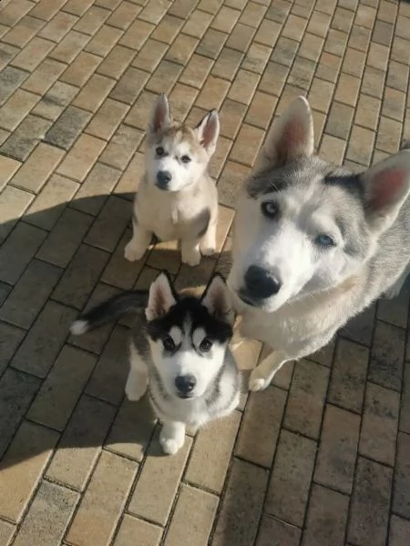 siberian husky occhi color ghiaccio stupendi | Foto 3