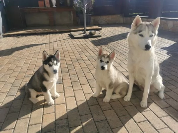 siberian husky occhi color ghiaccio stupendi | Foto 2