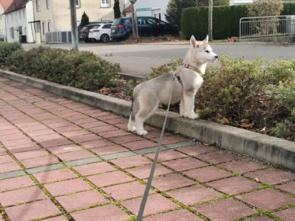 siberian husky occhi color ghiaccio stupendi | Foto 1