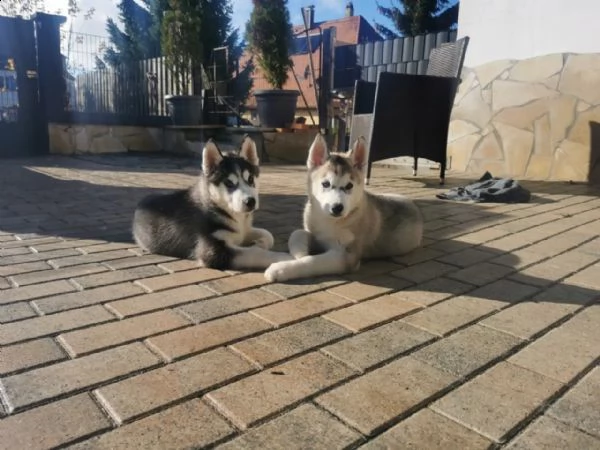 siberian husky occhi color ghiaccio stupendi | Foto 0