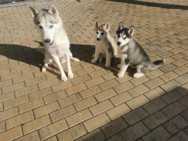 siberian husky occhi color ghiaccio stupendi