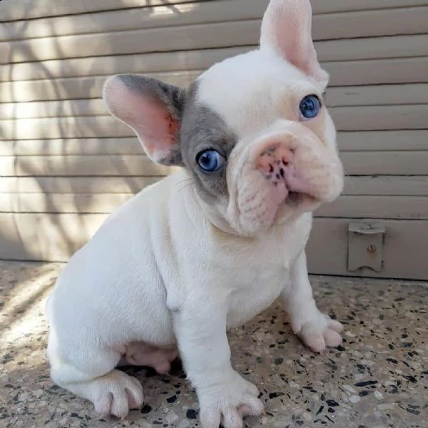 bellissimo cucciolo di bulldog francese. | Foto 1