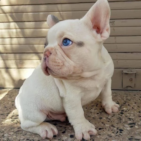 bellissimo cucciolo di bulldog francese. | Foto 0