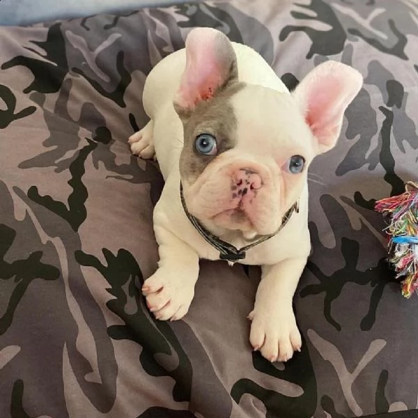 bellissimo cucciolo di bulldog francese.