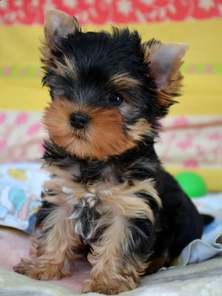 regalo yorkshire cuccioli meravigliosi ! 