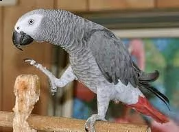 pappagalli di uccelli grigi africani.