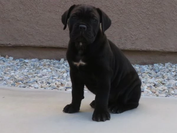 cucciolo di cane corso