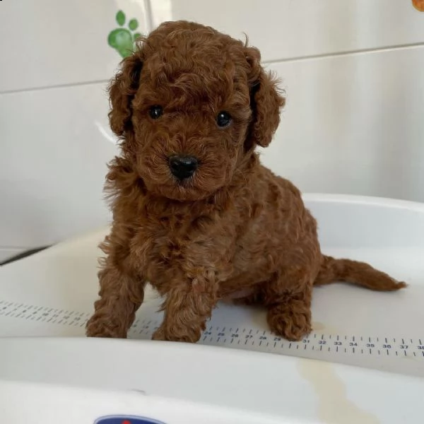 (((( regalo barboncino toy barboncino dolce toy ))))( | Foto 0