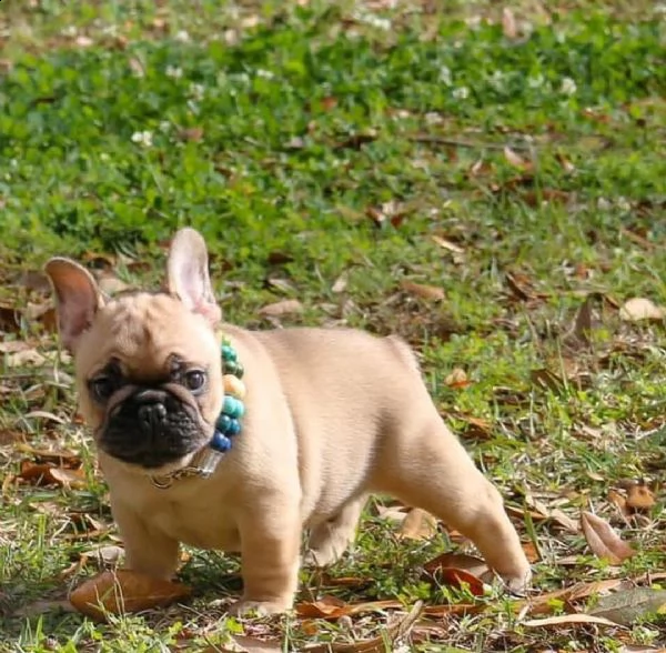  regalo bulldog inglese cuccioli con pedigree