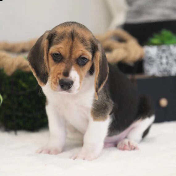 regarlo beagle cuccioli