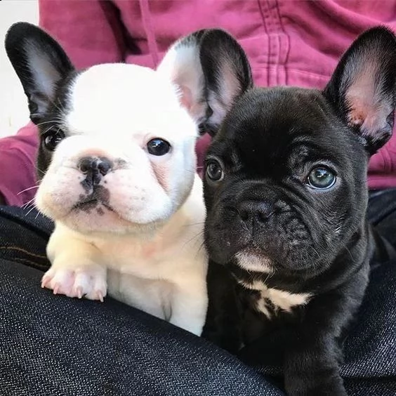 cuccioli di bulldog francese intelligenti | Foto 0