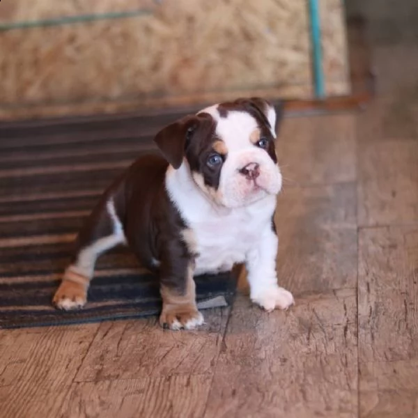 cuccioli di bulldog inglese